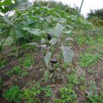 ナス　枯れる　241027